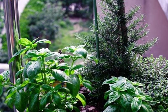 九層塔種植養護 九層塔種植養護