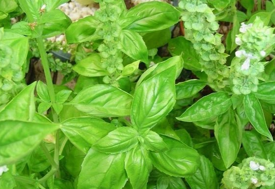 曬乾九層塔技巧 曬乾九層塔技巧