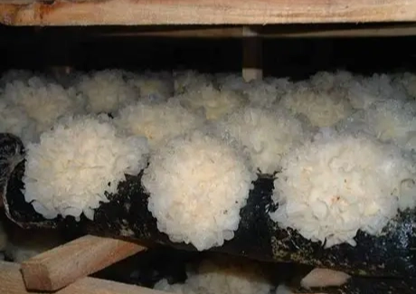 白木耳壞掉判斷