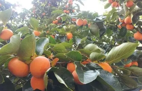 柿子樹管理 柿子樹管理