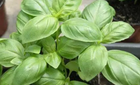 九層塔種植 九層塔種植