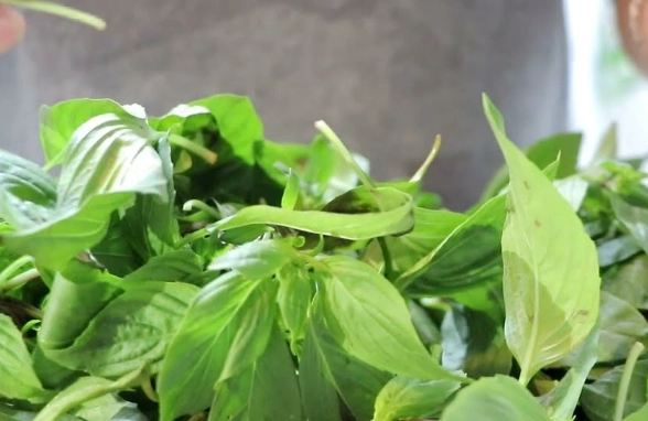 九層塔保存方法