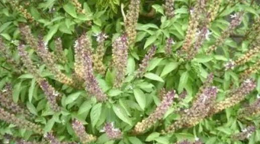 九層塔收割方法 九層塔收割方法