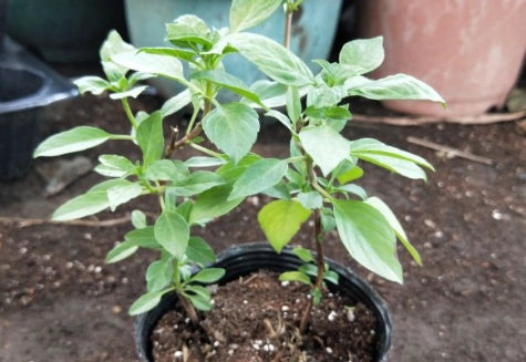 九層塔苗 照顧 九層塔苗 照顧