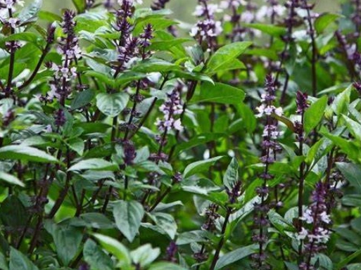 九層塔種子發芽技巧