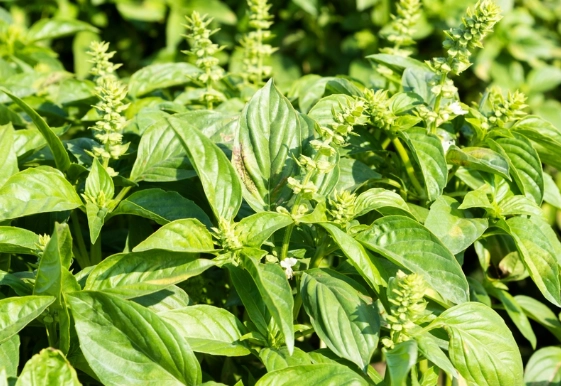 羅勒授粉技巧 羅勒授粉技巧