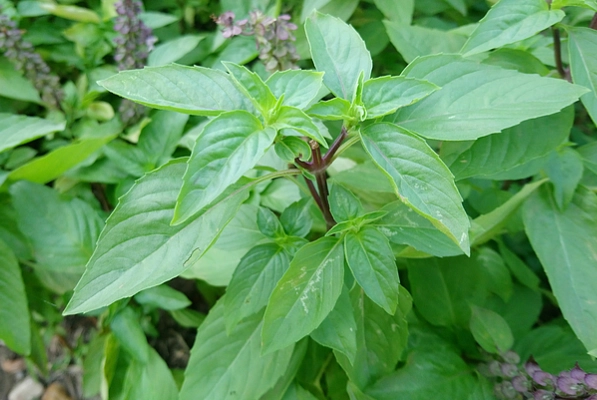 九層塔摘心方法