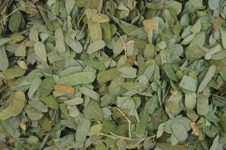 雞骨草禁忌 雞骨草禁忌