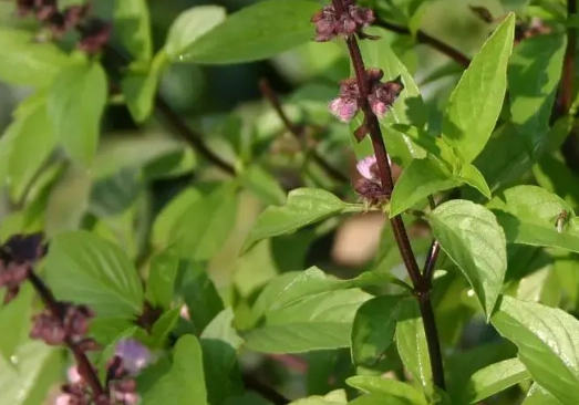 九層塔壽命 九層塔壽命