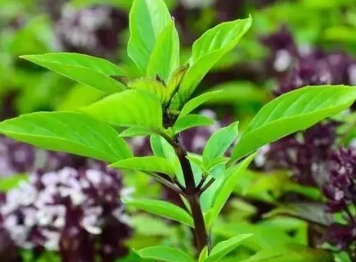 九層塔照顧 九層塔照顧