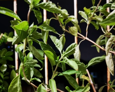 九層塔種植問題 九層塔種植問題