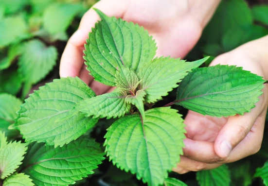 紫蘇葉生理期調理 紫蘇葉生理期調理