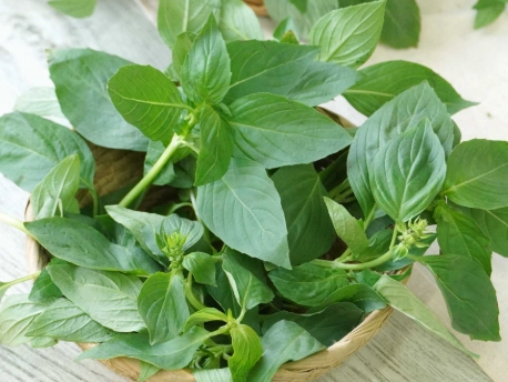 九層塔種植高度 九層塔種植高度