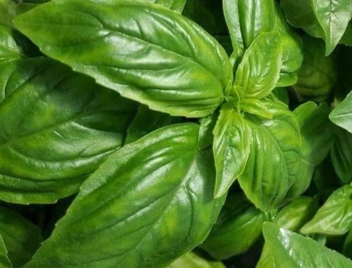 種羅勒方法 種羅勒方法