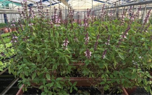 九層塔收割方法 九層塔收割方法