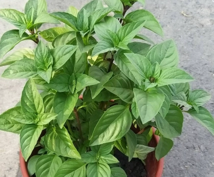 九層塔葉子小處理 九層塔葉子小處理