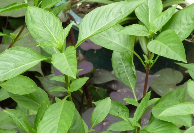 香草植物木質化 香草植物木質化