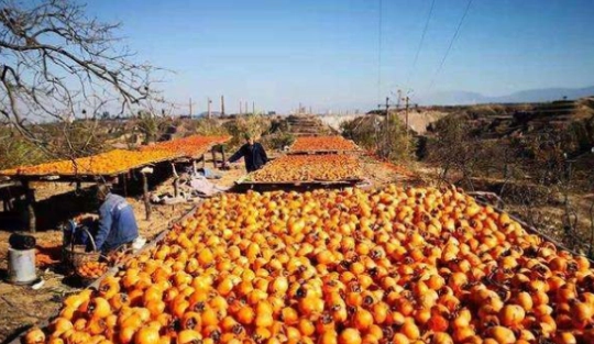 台灣柿子產地 台灣柿子產地