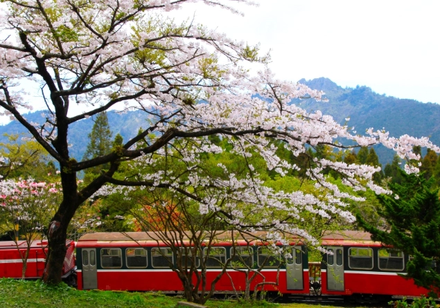 阿里山導覽服務 阿里山導覽服務