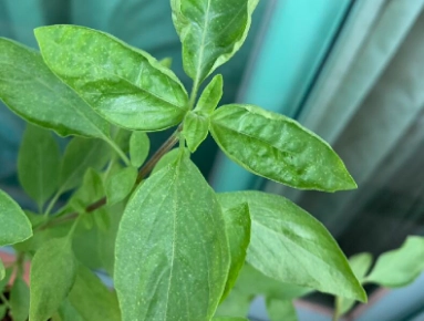 九層塔種植技巧 九層塔種植技巧