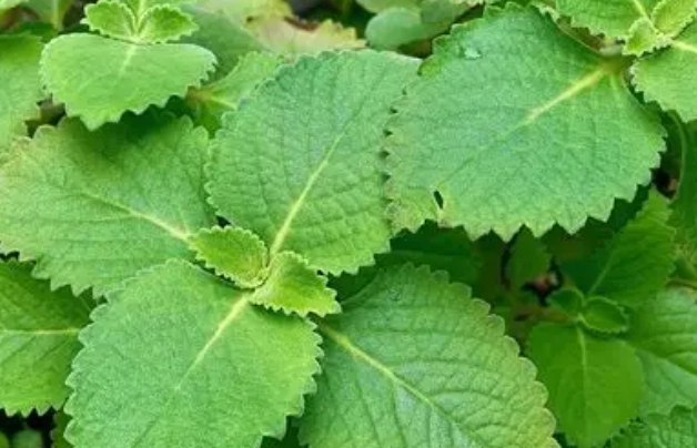 左手香修剪方法