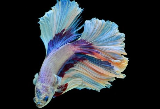 鬥魚壽命 鬥魚壽命