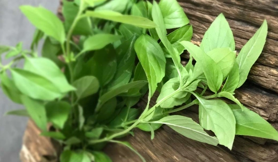 如何挑選新鮮九層塔 如何挑選新鮮九層塔