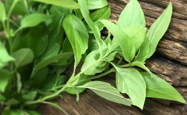 羅勒授粉技巧 羅勒授粉技巧