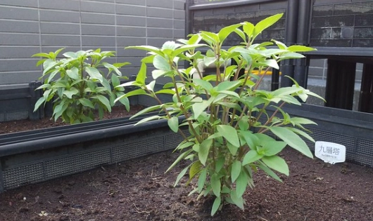 種子發芽失敗 種子發芽失敗