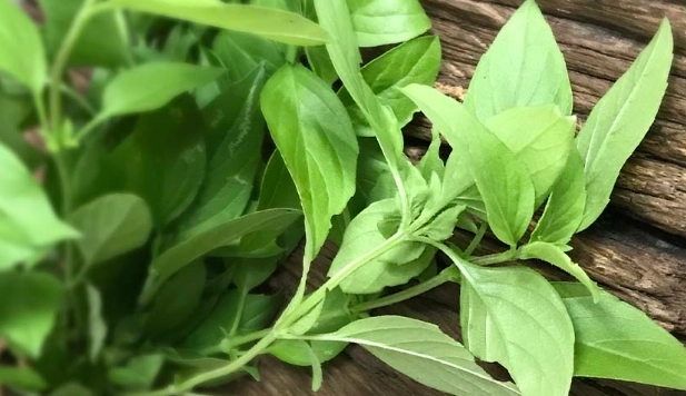 九層塔枯黃 九層塔枯黃