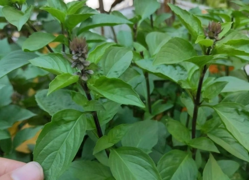 九層塔種子處理方法