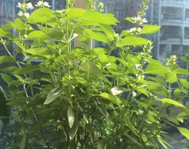 台灣九層塔料理