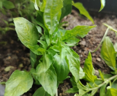 九層塔葉子發黃 九層塔葉子發黃