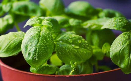 九層塔採收時機 九層塔採收時機