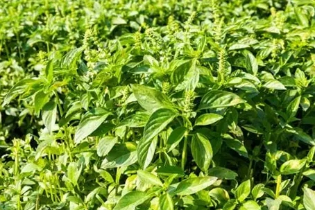 九層塔養護方法 九層塔養護方法