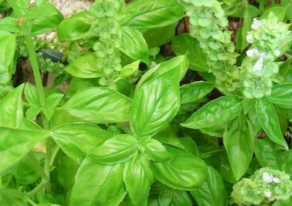 居家種植羅勒 居家種植羅勒