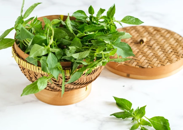 九層塔保存方法