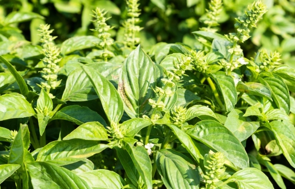 九層塔枯黃 九層塔枯黃