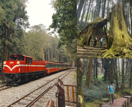 阿里山怎麼去 阿里山怎麼去