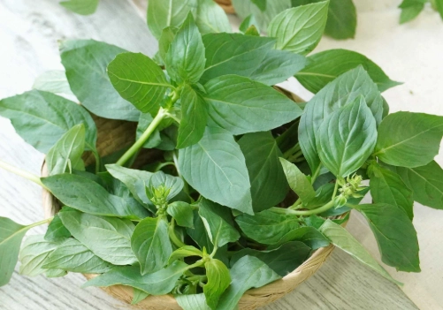 九層塔種植 九層塔種植