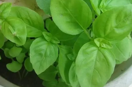 九層塔種植澆水 九層塔種植澆水