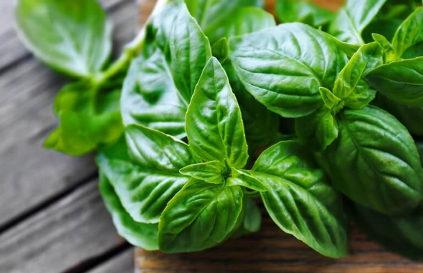 羅勒栽培技巧 羅勒栽培技巧