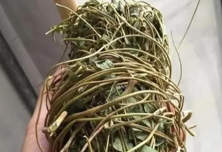 雞骨草禁忌 雞骨草禁忌