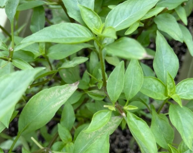 九層塔葉子發黃 九層塔葉子發黃