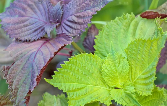 紫蘇葉經痛 紫蘇葉經痛