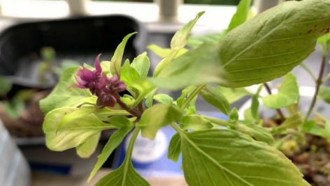 九層塔照顧 九層塔照顧