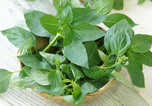 香草植物澆水 香草植物澆水