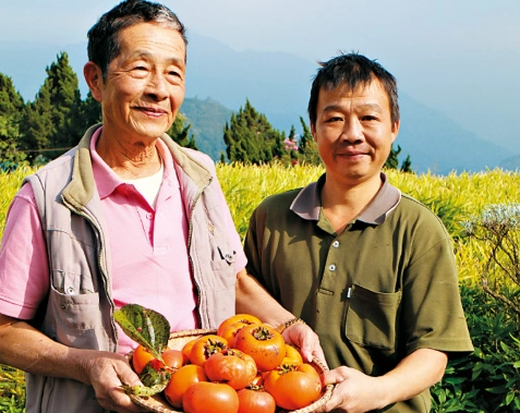 台灣柿子產地 台灣柿子產地