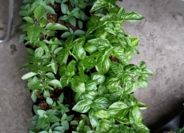 九層塔苗 用途 九層塔苗 用途