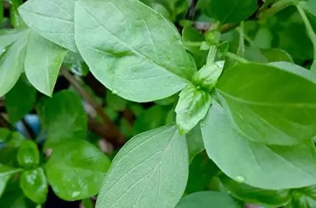 香草植物開花 香草植物開花